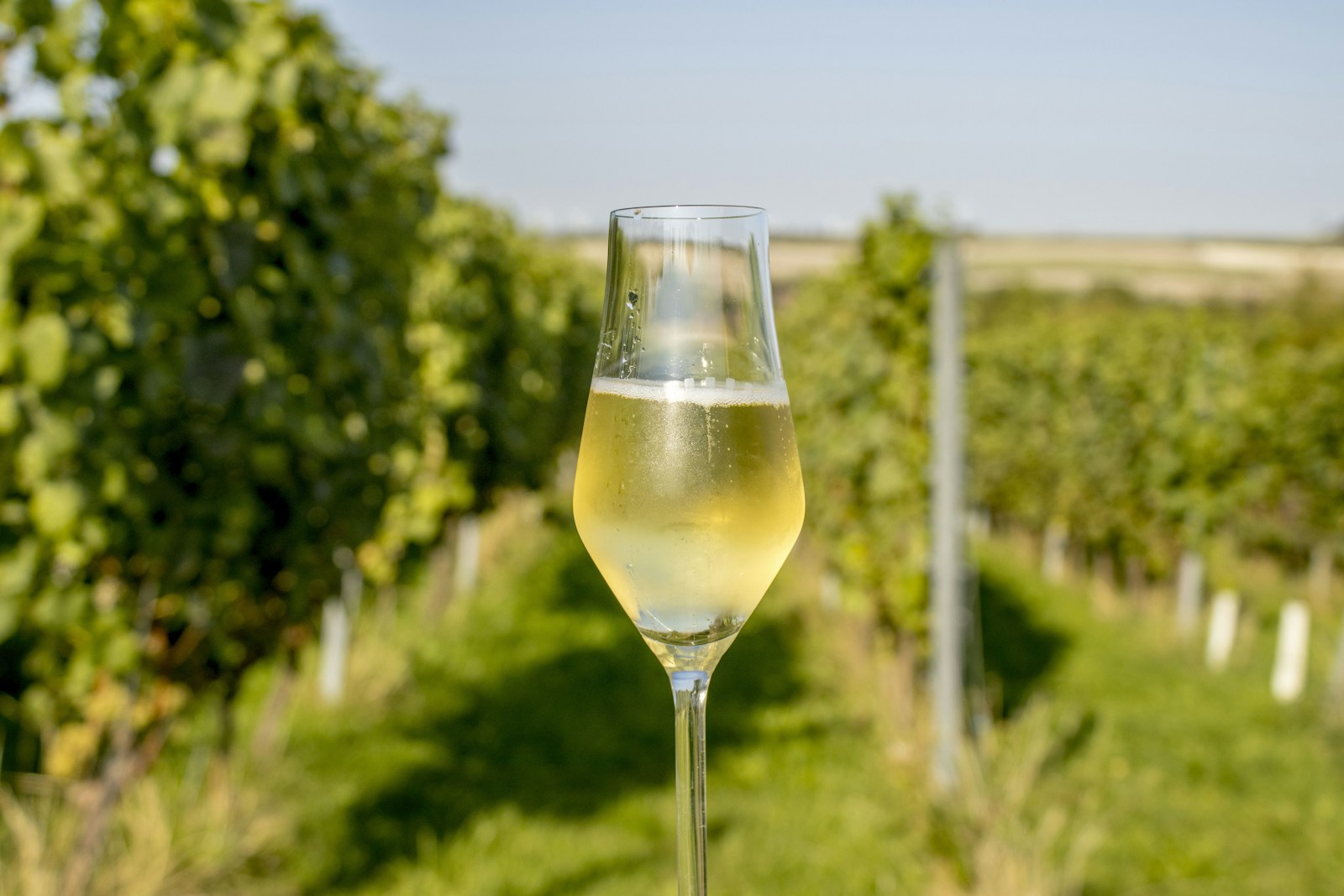 A glass of white wine in Verona wine country